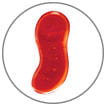 Dr.Bone Worms Jelly gum